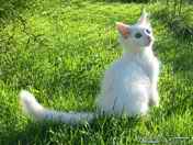 in garden